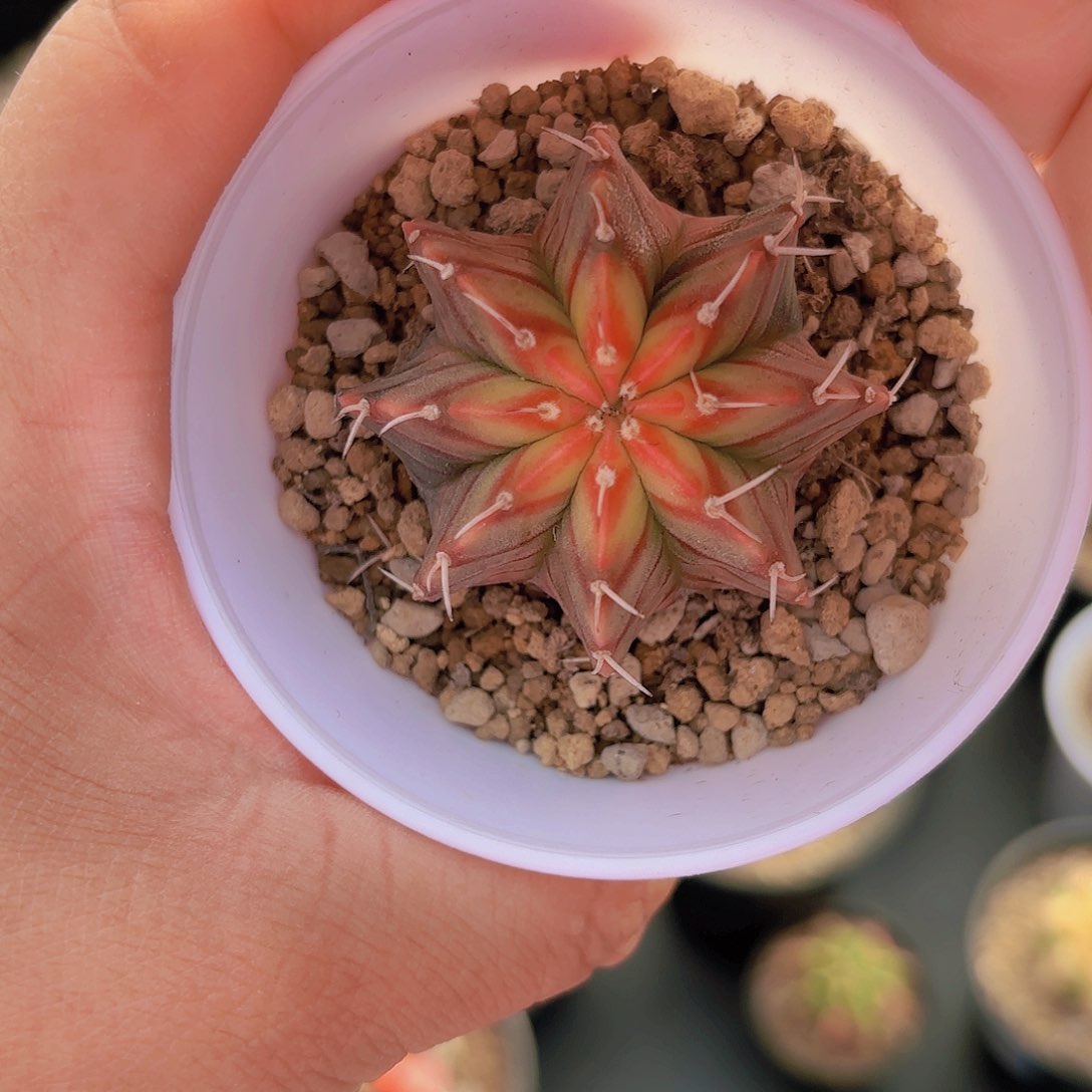 泰系实生肋骨仙人球3号