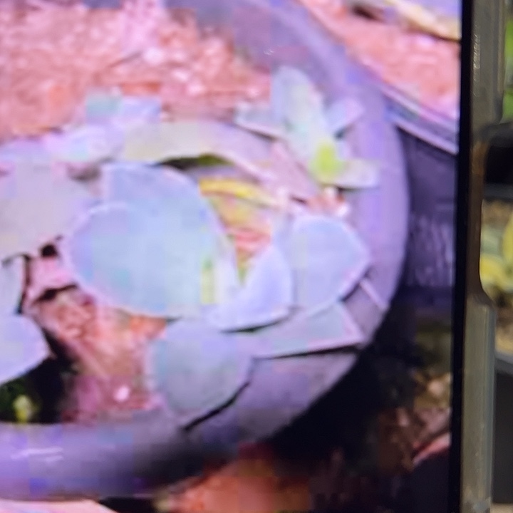 龙舌兰多肉植物多肉