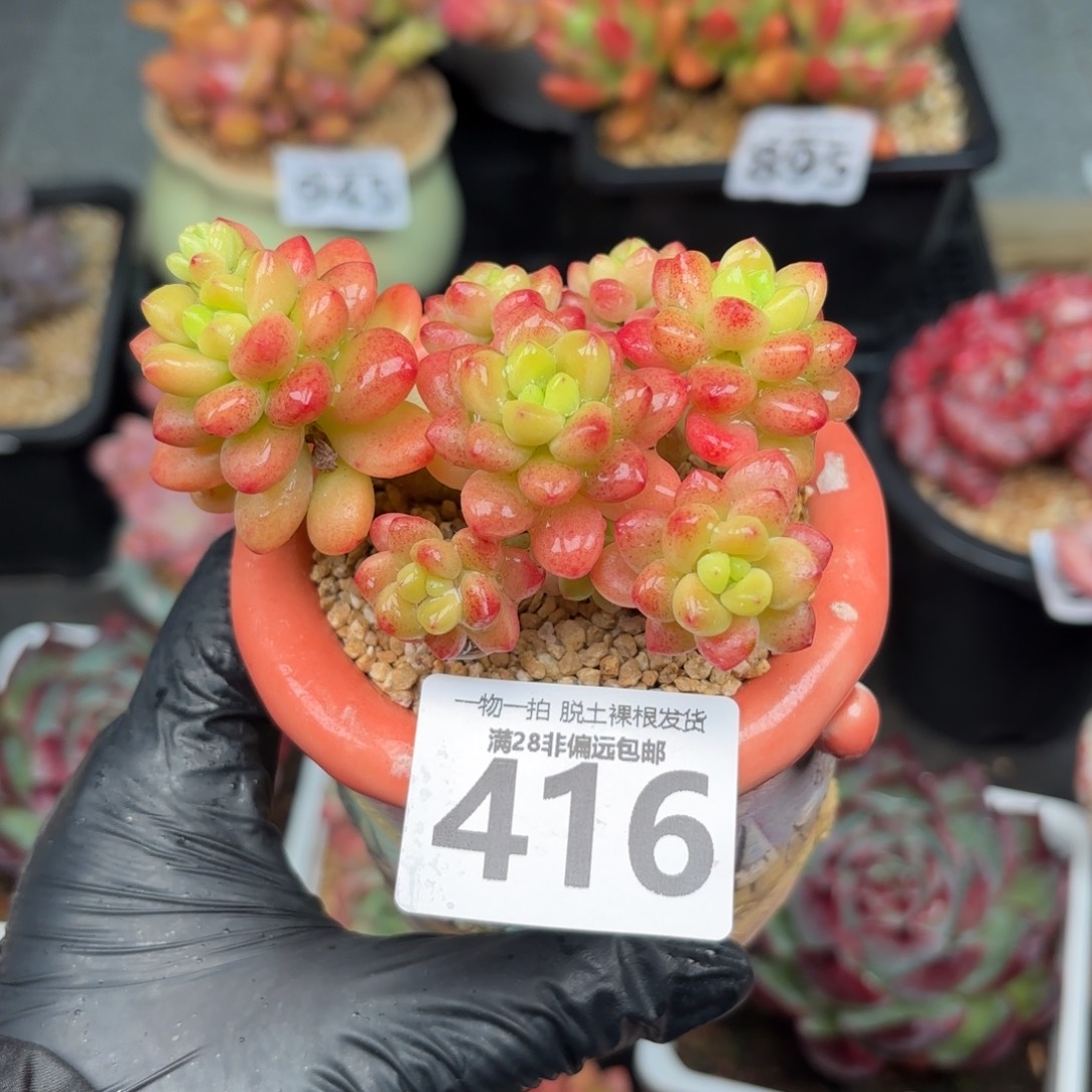 香格里拉无盆土发货