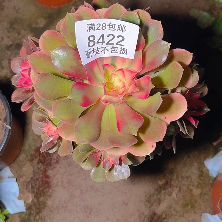 8422香妃多肉植物