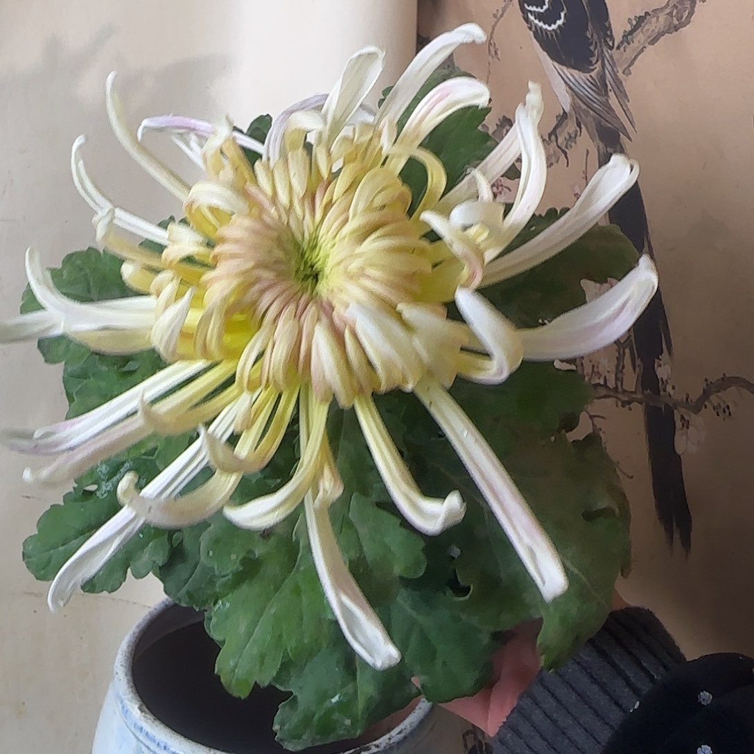 @***：全部花朵B33333333