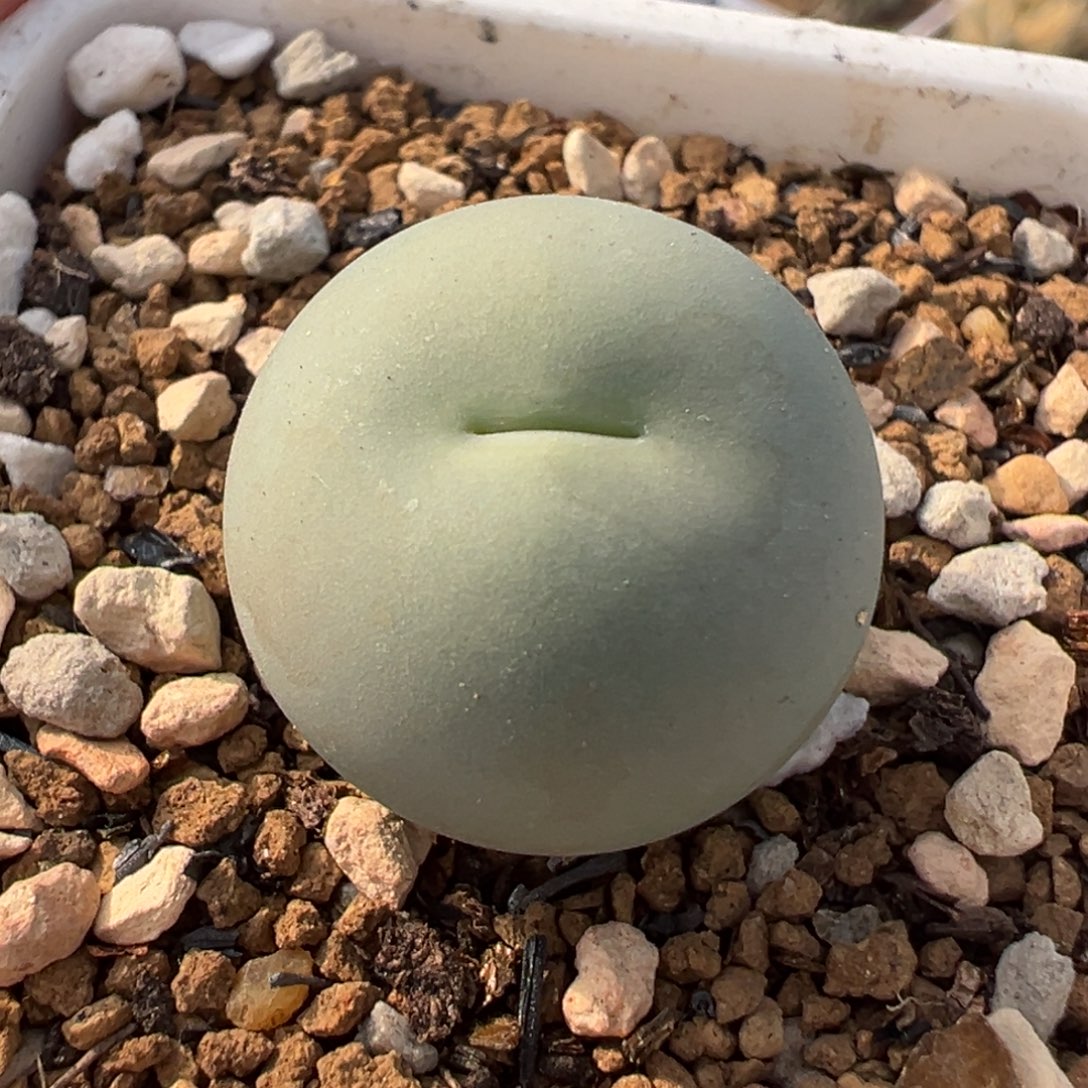 163多肉植物种类多样