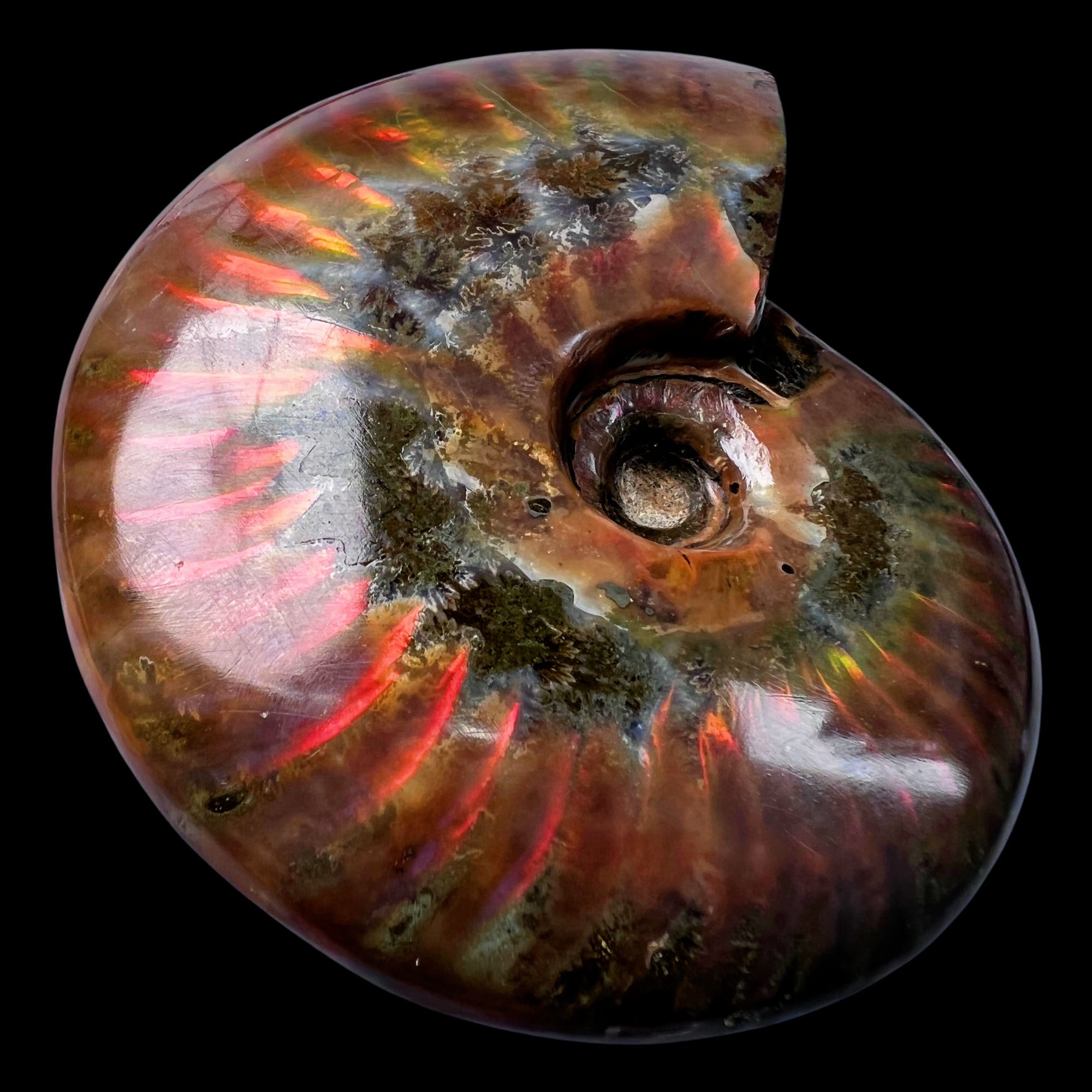 【 叶菊石（火凤凰-斑彩）】84.3mm 马达加斯加 古贝壳B3