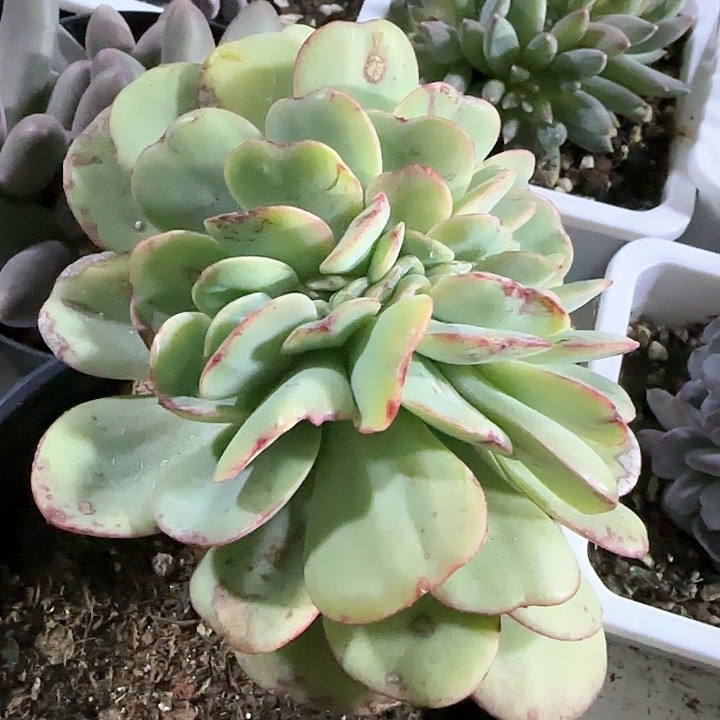 青蛙王子儿童牙膏111