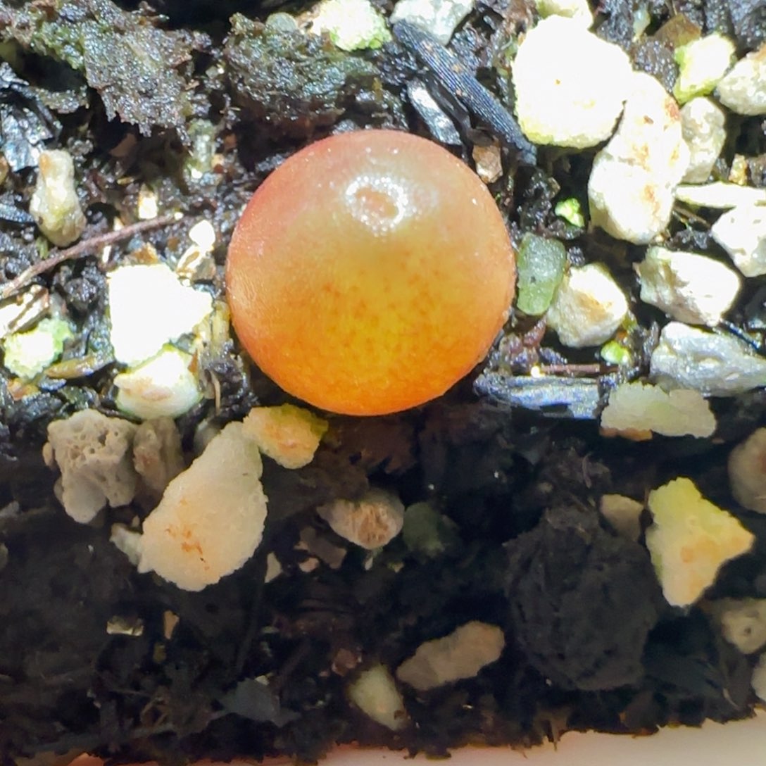 肉锥多肉植物百科-哈默1344