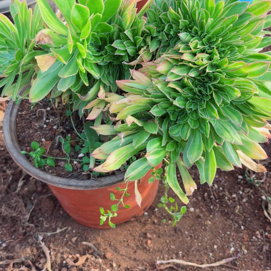 多肉植物924碧螺春