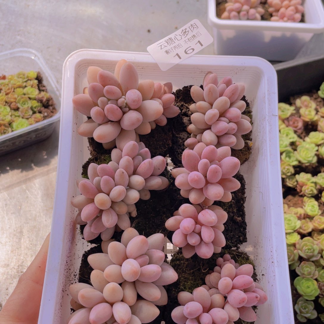 云糖心多肉植物161