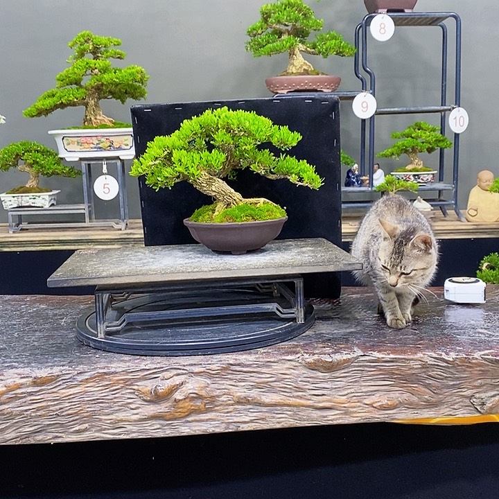 无花朵黄杨盆景四季常青不落叶