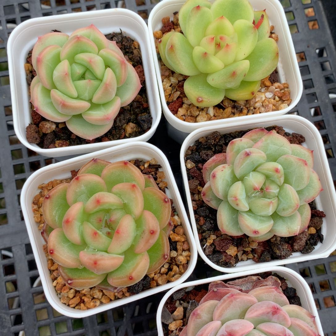 0524-31 珍妮套餐