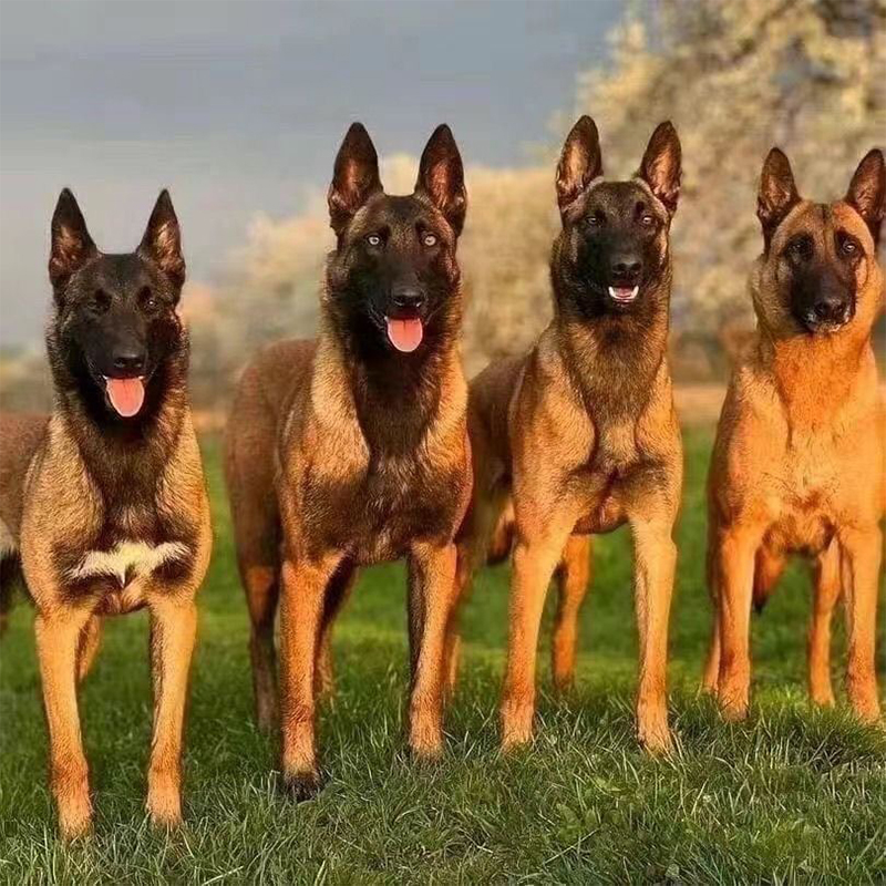 【佳乐】纯种马犬幼犬出售宠物狗狗活体护卫犬爆红黑红黄马犬大型犬