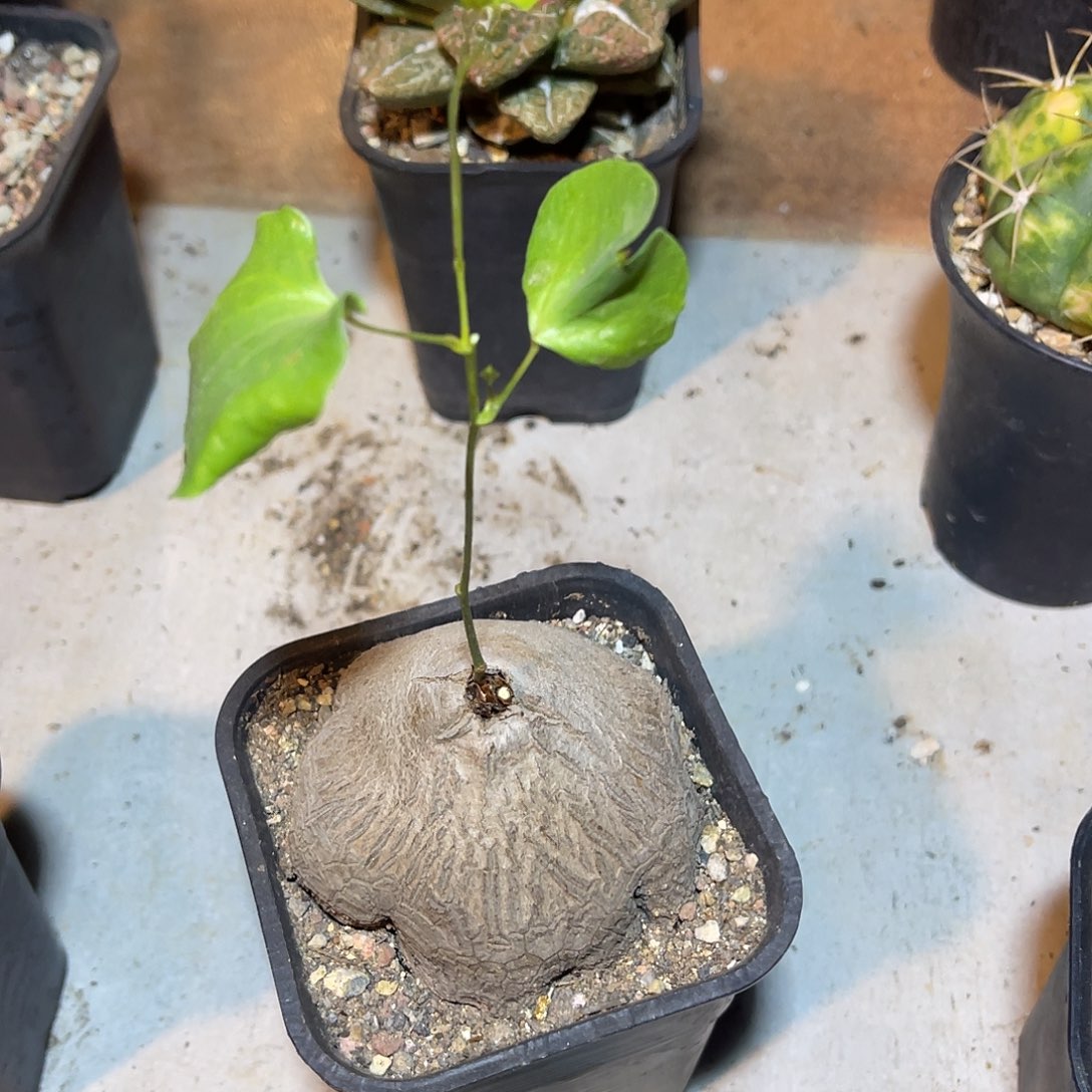 象足龟甲龙一物一拍