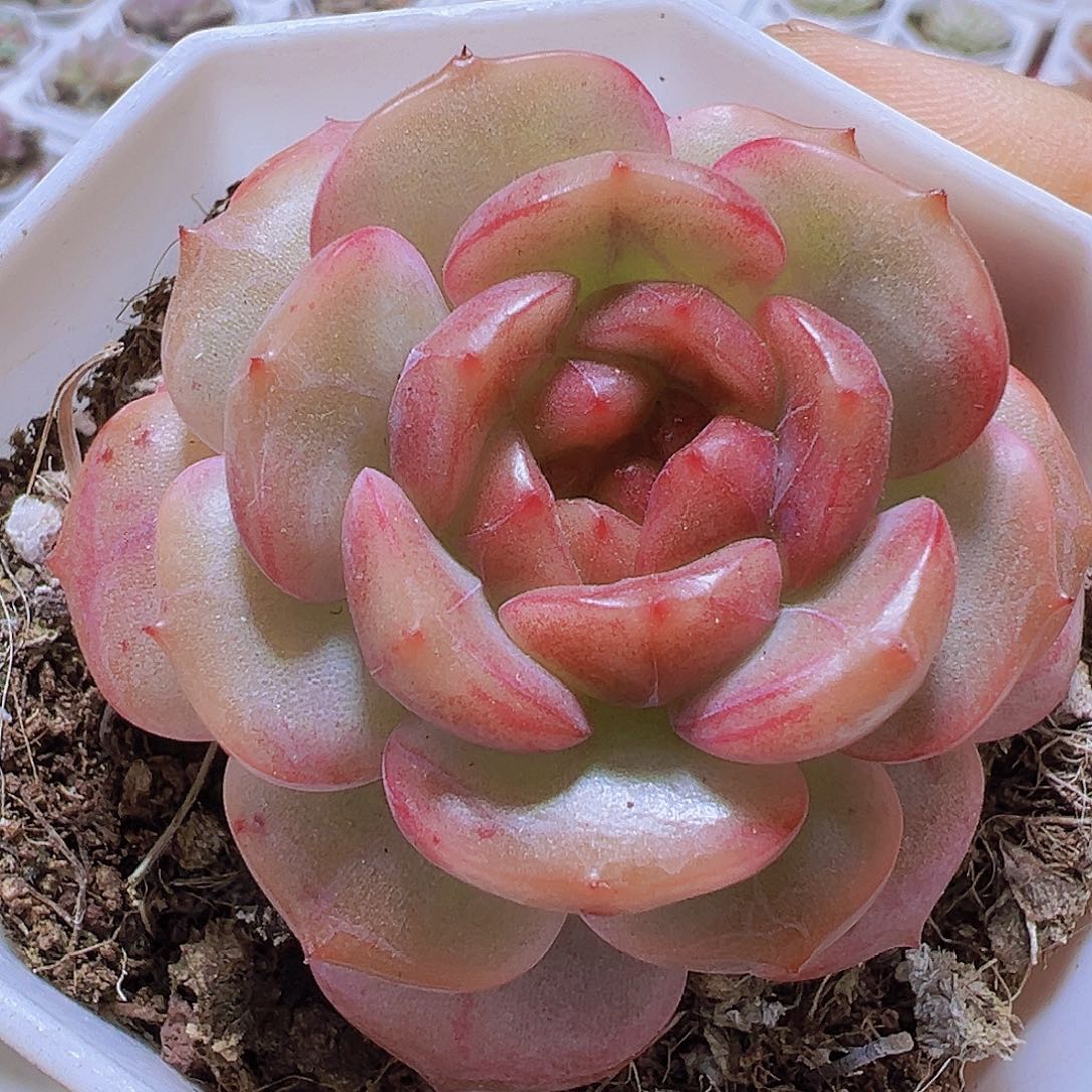 冰糖葫芦19包邮多肉