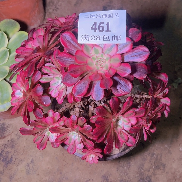 461红铜白多肉老桩