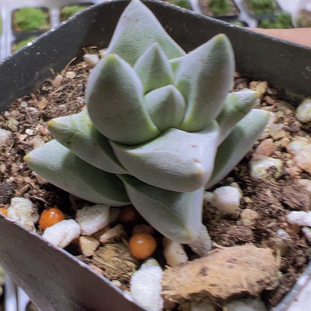 犀牛19包邮多肉植物