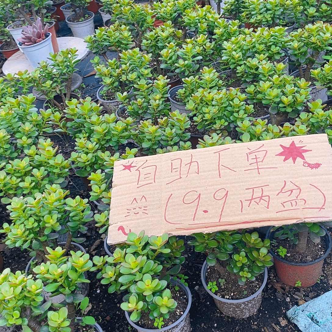 有机玻璃姬红花月9.9两盆