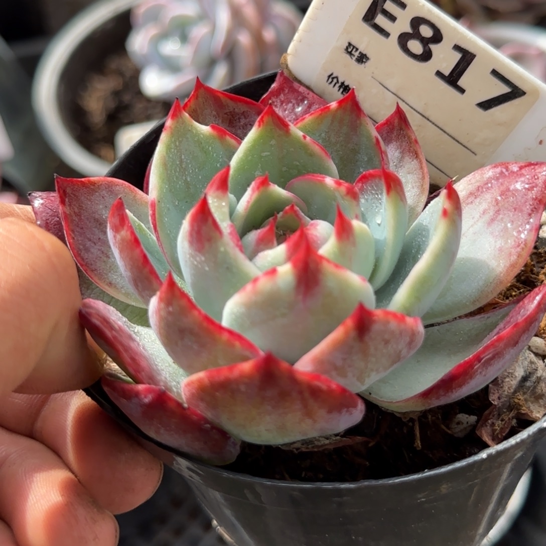 惊鸿一物一拍包装收缩花旱817