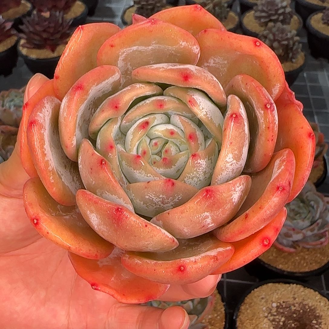 从前慢甄选多肉编号凤橙