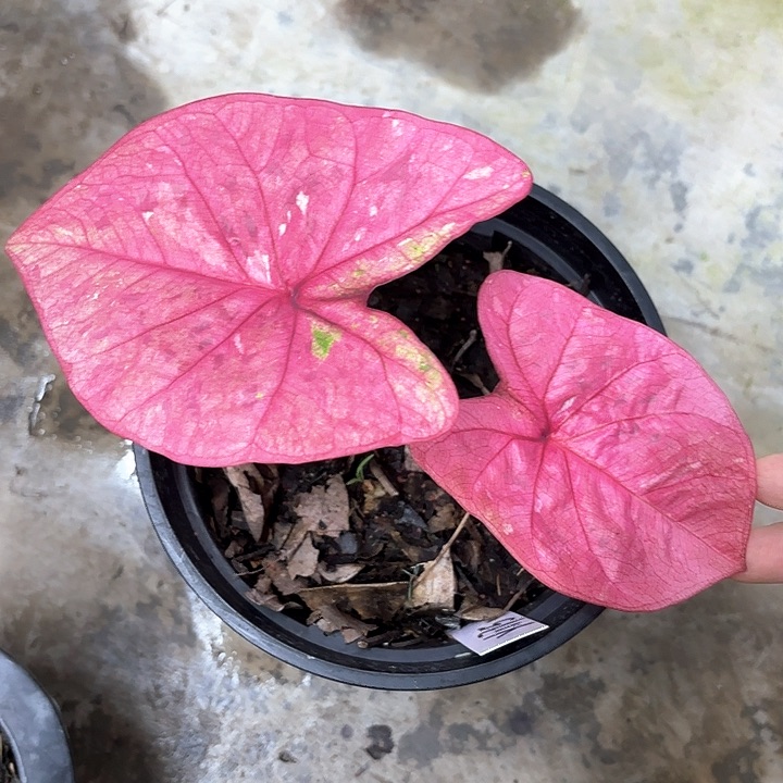 175-0206恋爱季节彩叶芋广东现货