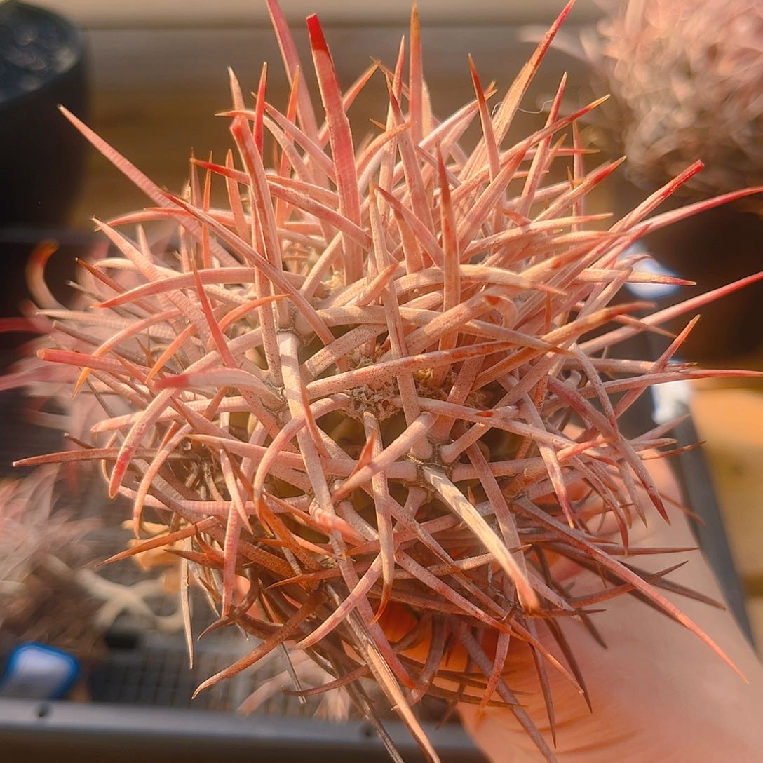 潮流植物大龙冠，1号