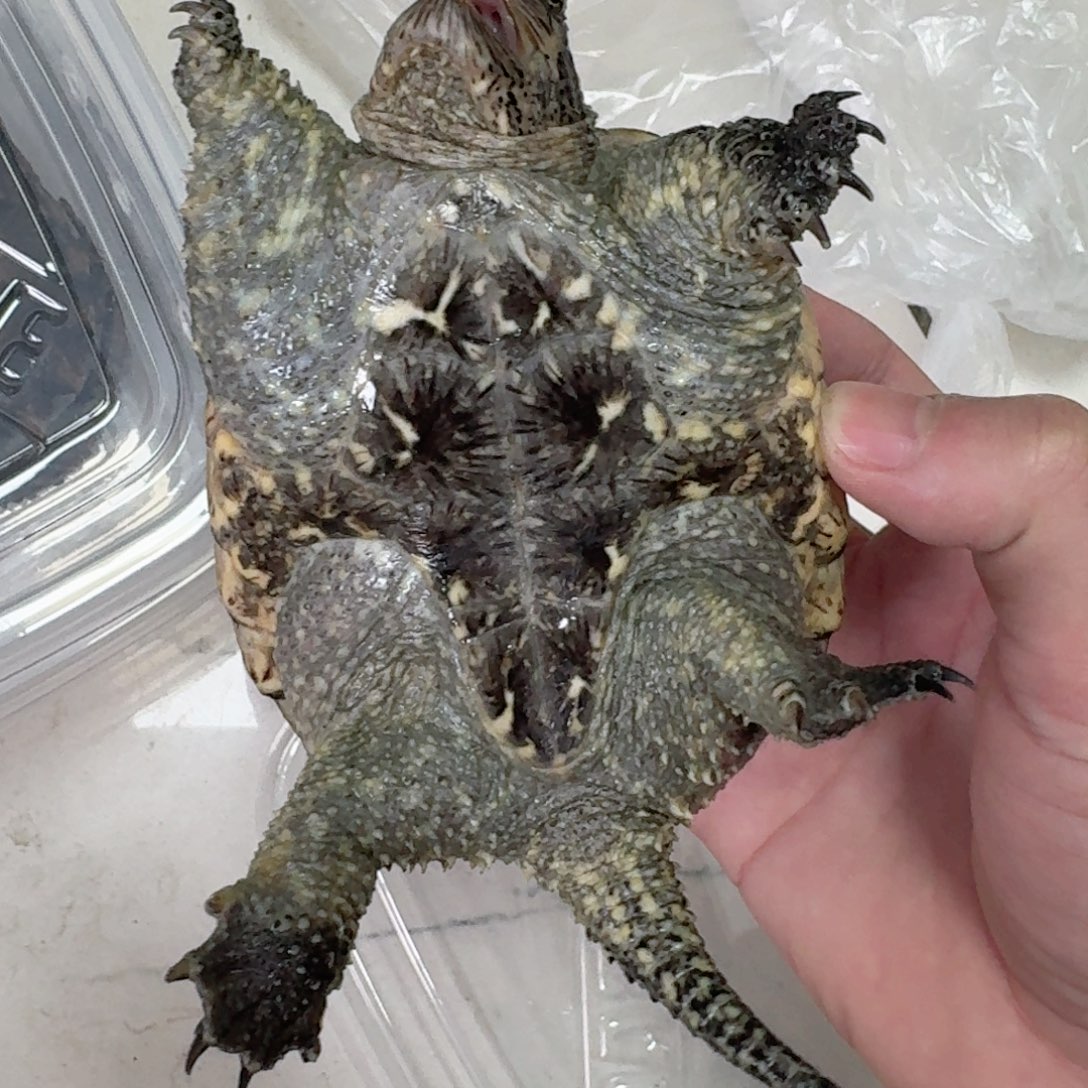 宠物龟不分公母111