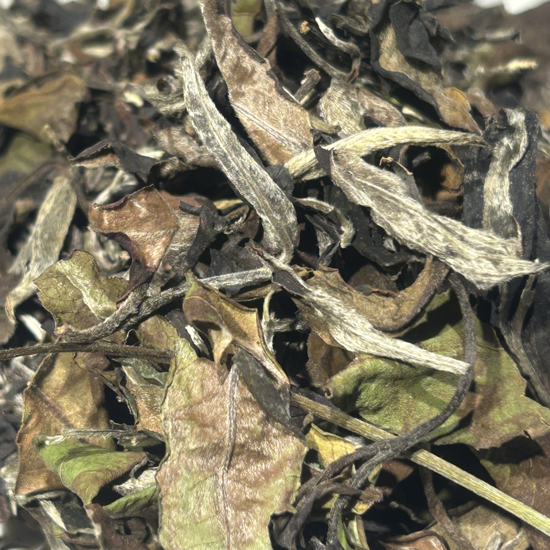 2025年古树白茶，花果香，蜜香浓郁，汤感细腻，甜度好，鲜爽度好