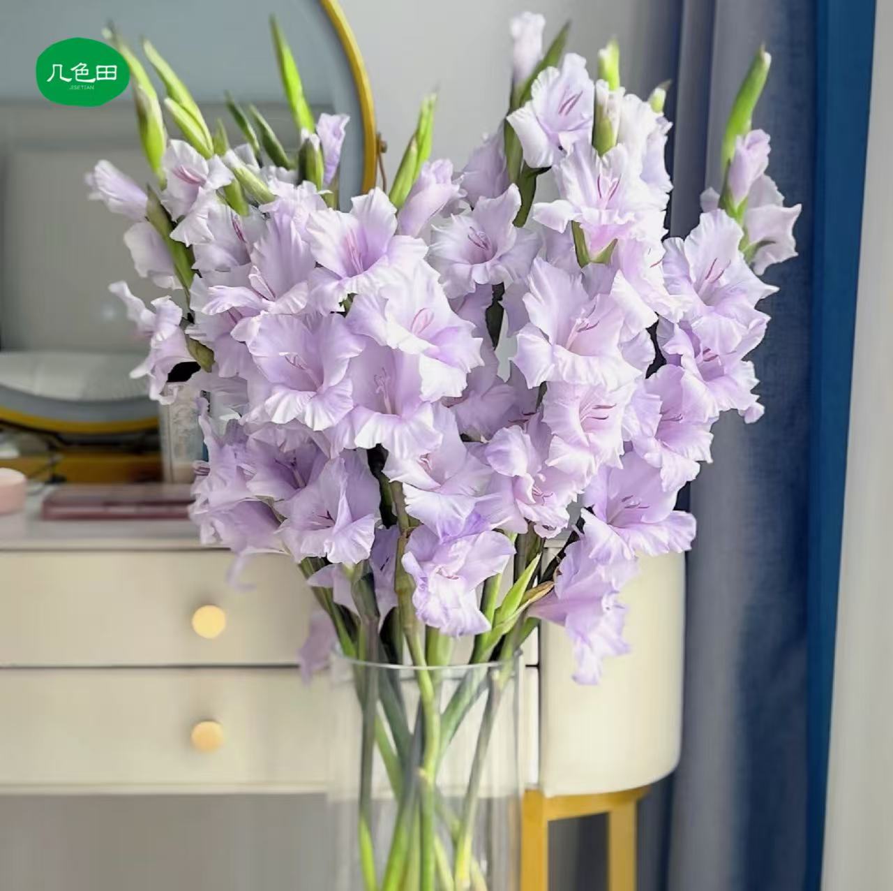 S级香芋紫剑兰--剑兰云南直发鲜花云南花插花鲜花