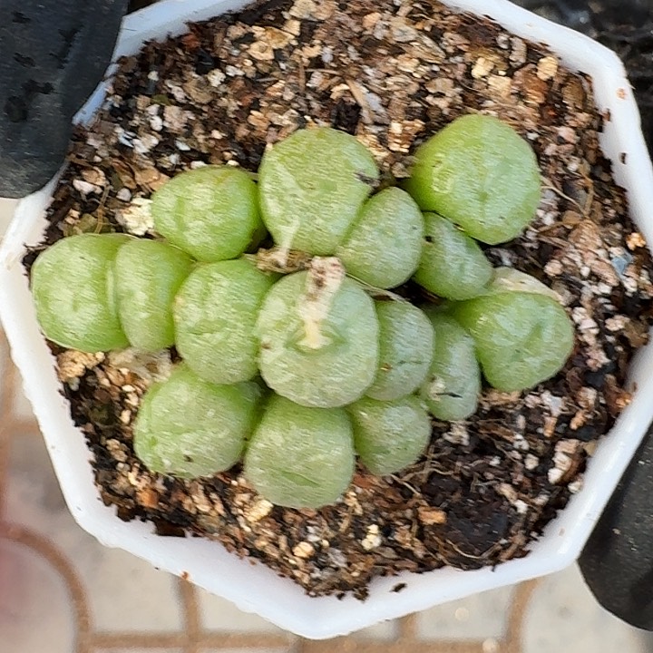 生石花1111。    337