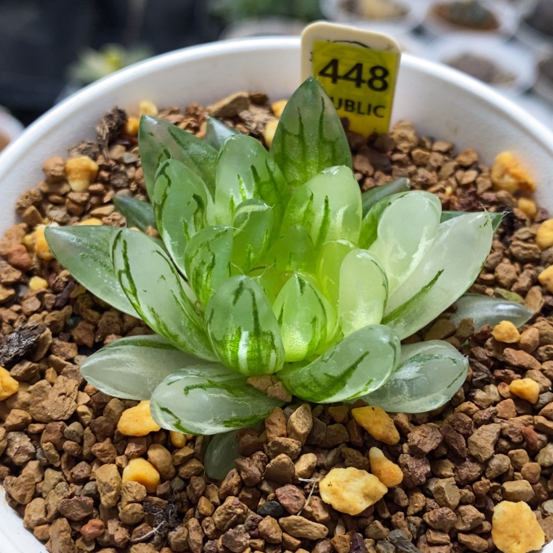 448号樱变女神玉露锦