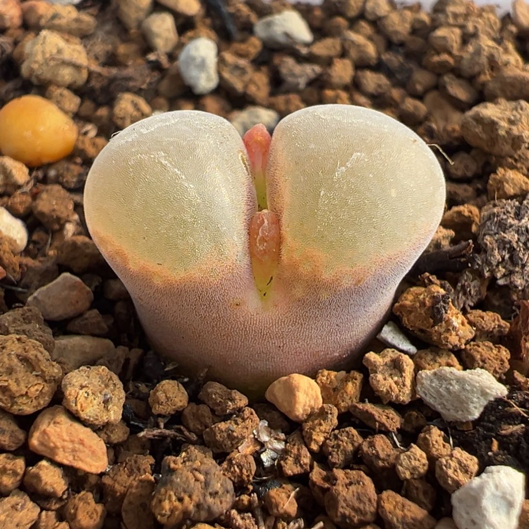 优选粉风铃多肉植物