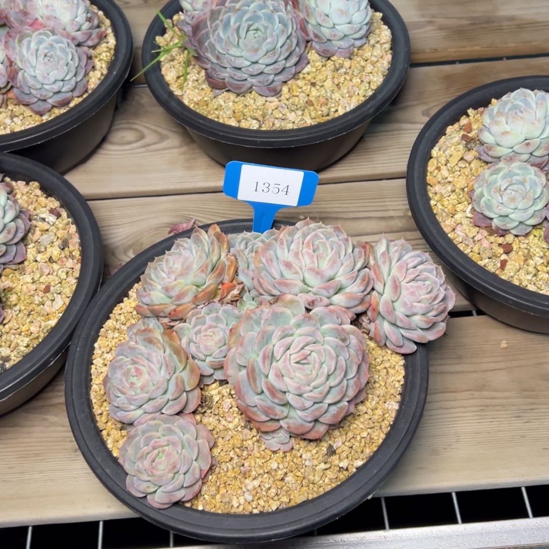 ?****?1354肉多么多哟多么多哦