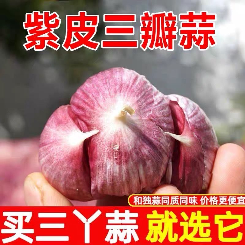 【三胞胎紫皮大蒜】2026年云南紫皮大蒜三丫蒜今年新蒜蒜味足易储存商品图