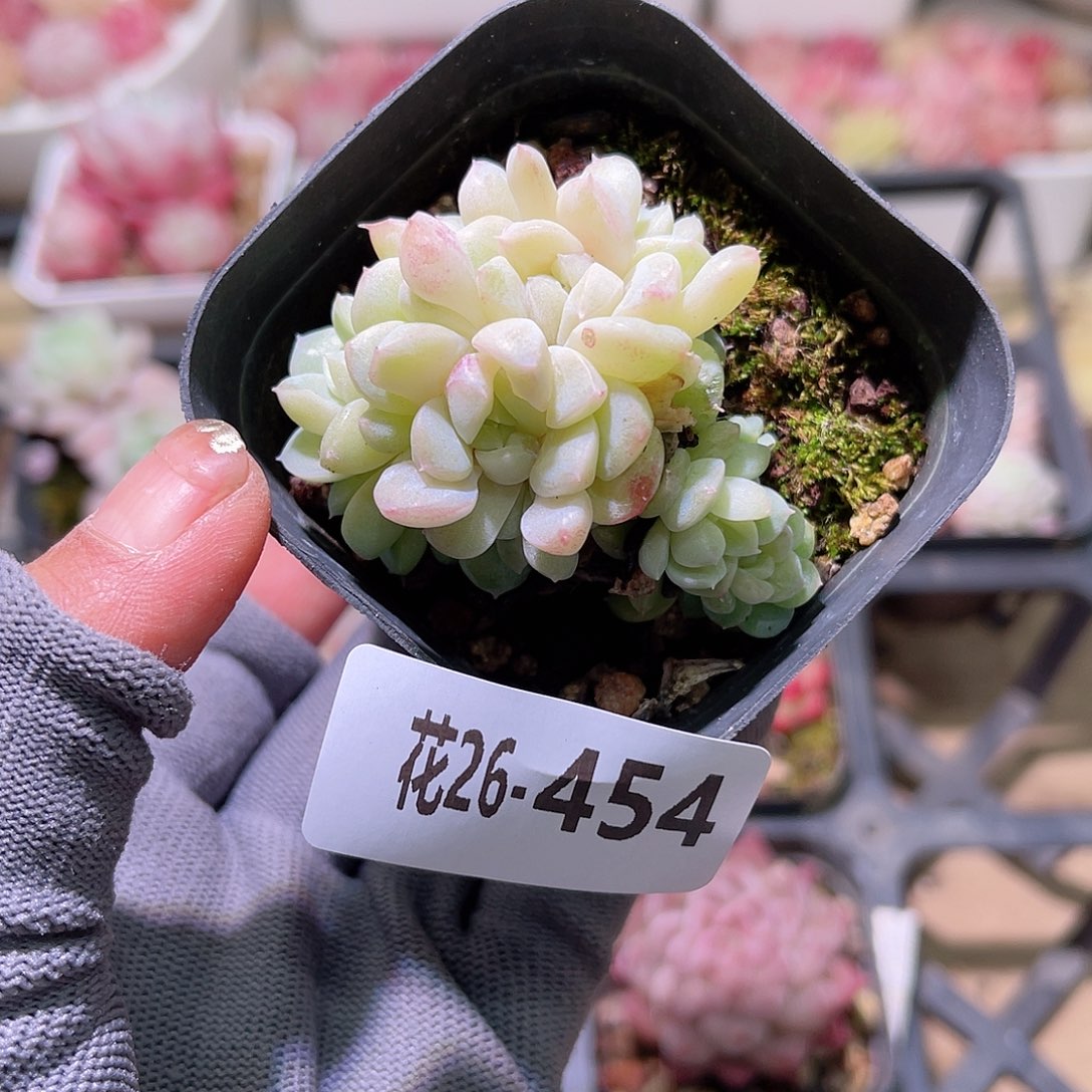 花26454新品群生