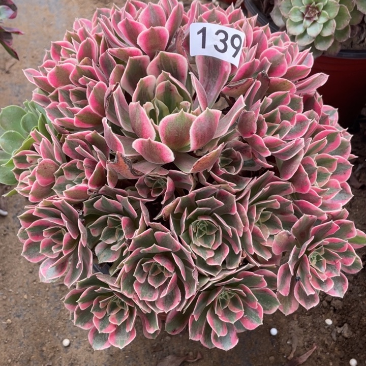 无花朵139多肉植物女妖