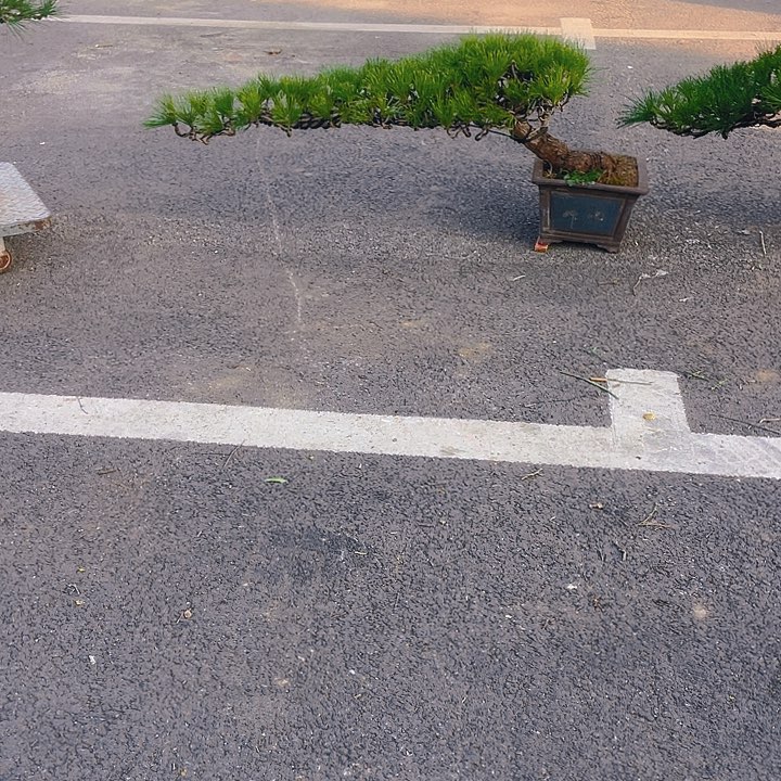 完全开放老桩临水黑松盆景