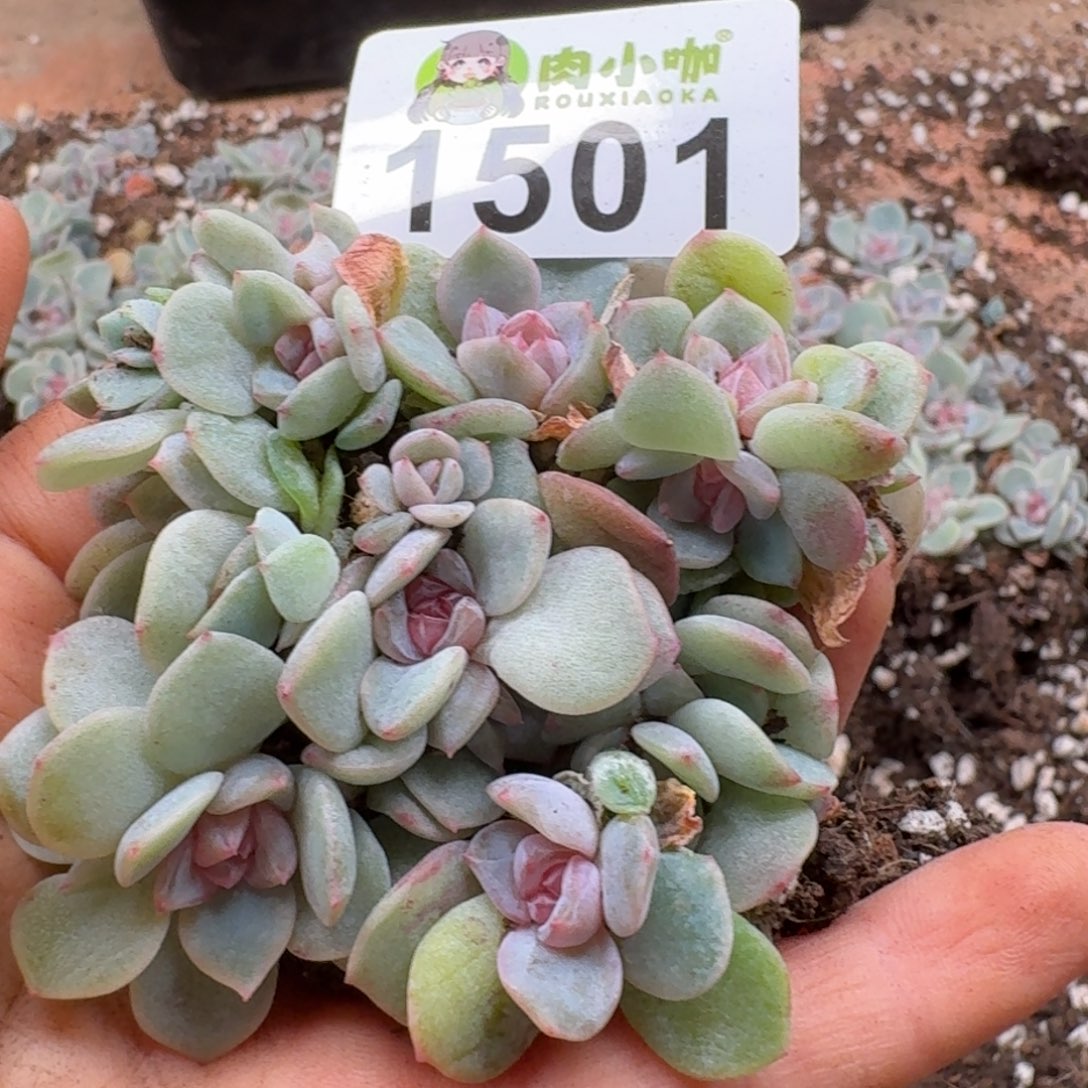 多肉植物多肉植物