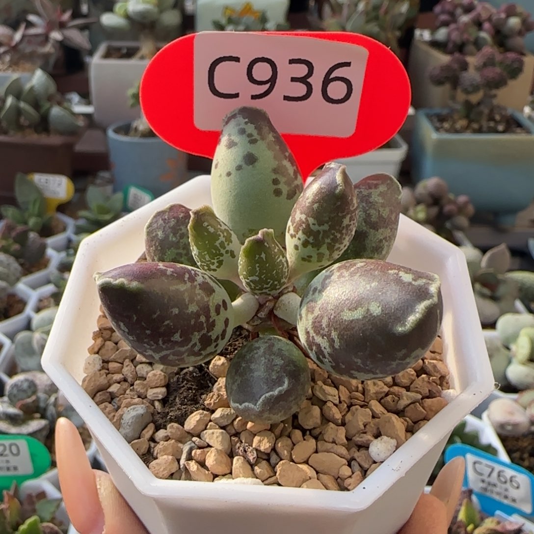 紫斑海豹。   936。  