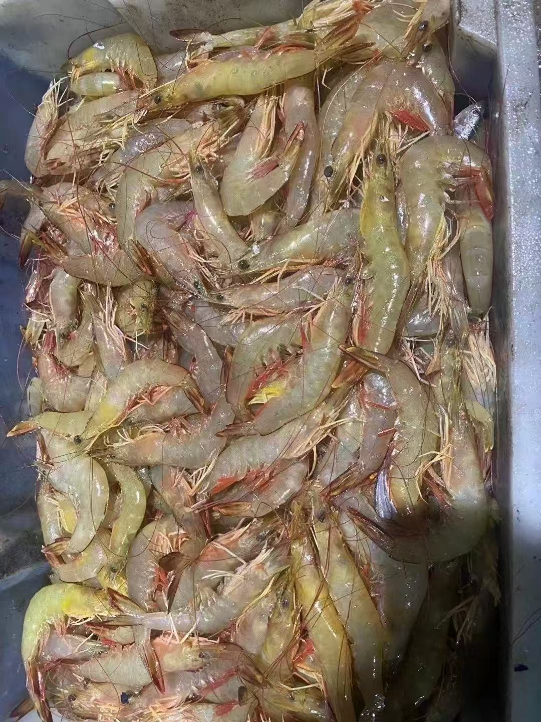 汕尾本港白刺虾 明虾