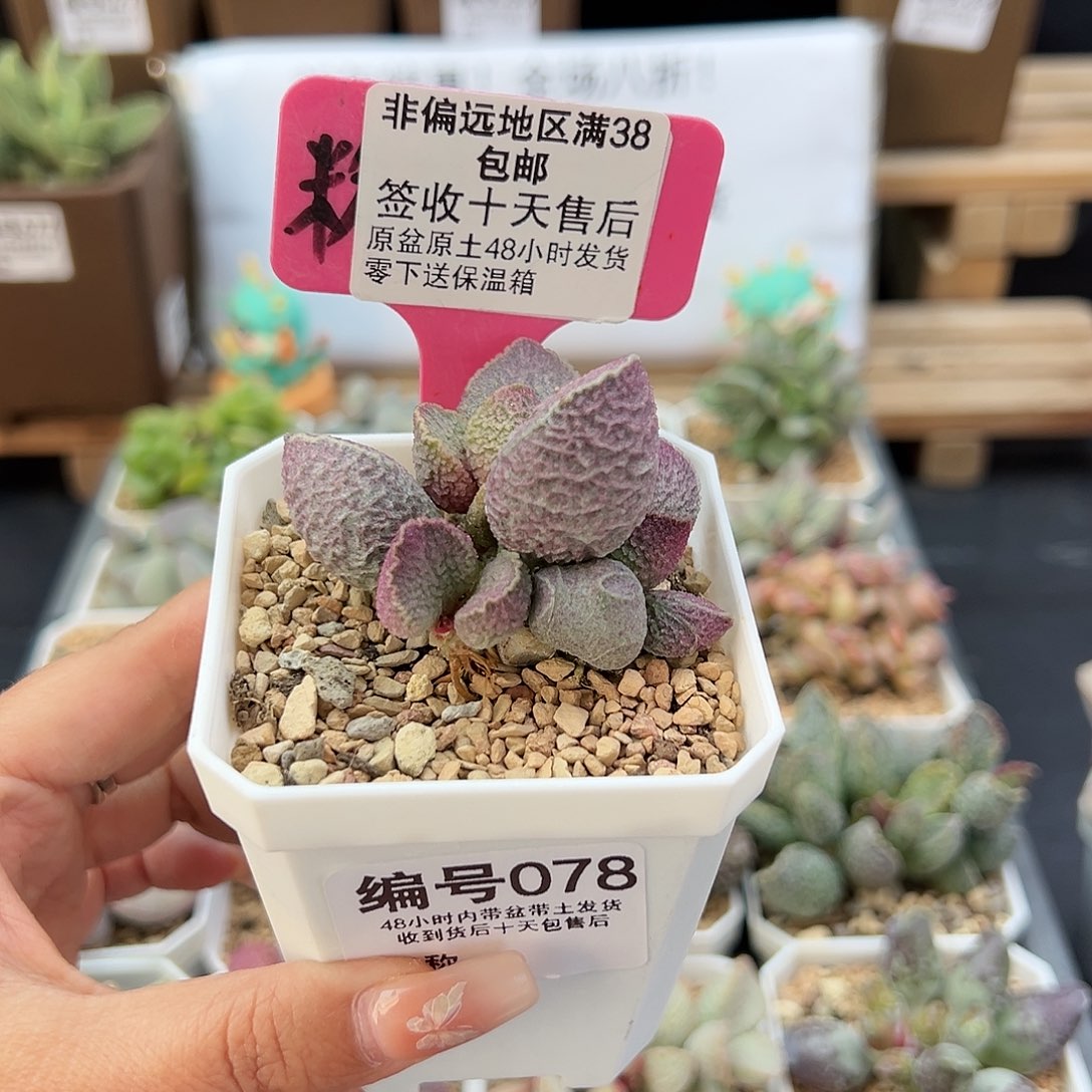 078哈默猪干多肉植物