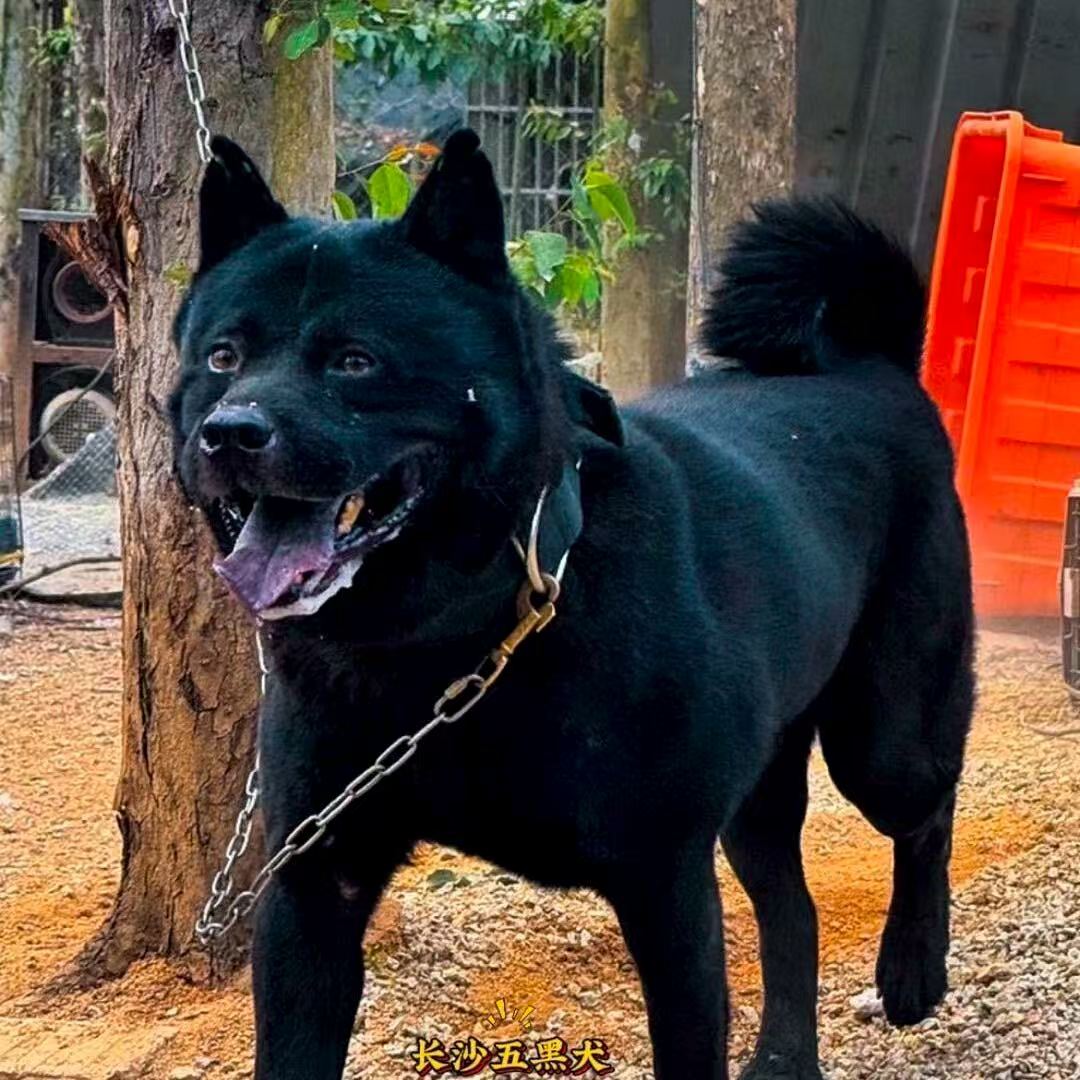 【长沙五黑犬】狗狗活体