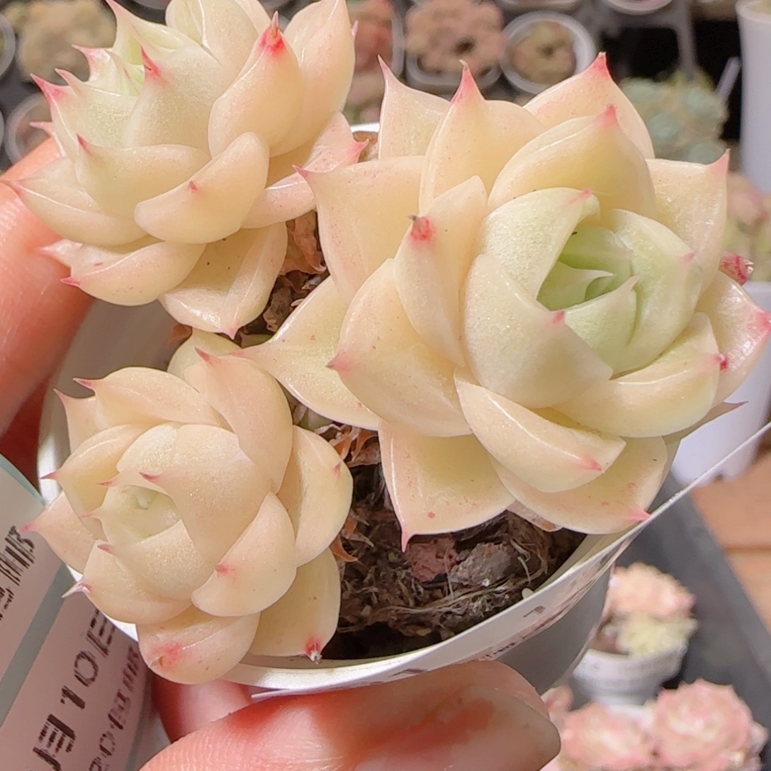 ****～花语多肉1210-61散