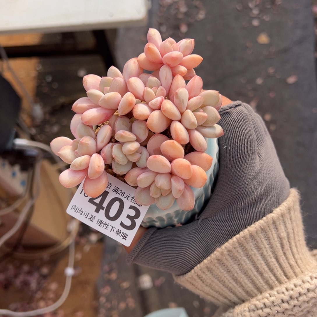 拉丝雨多肉多肉多肉多肉