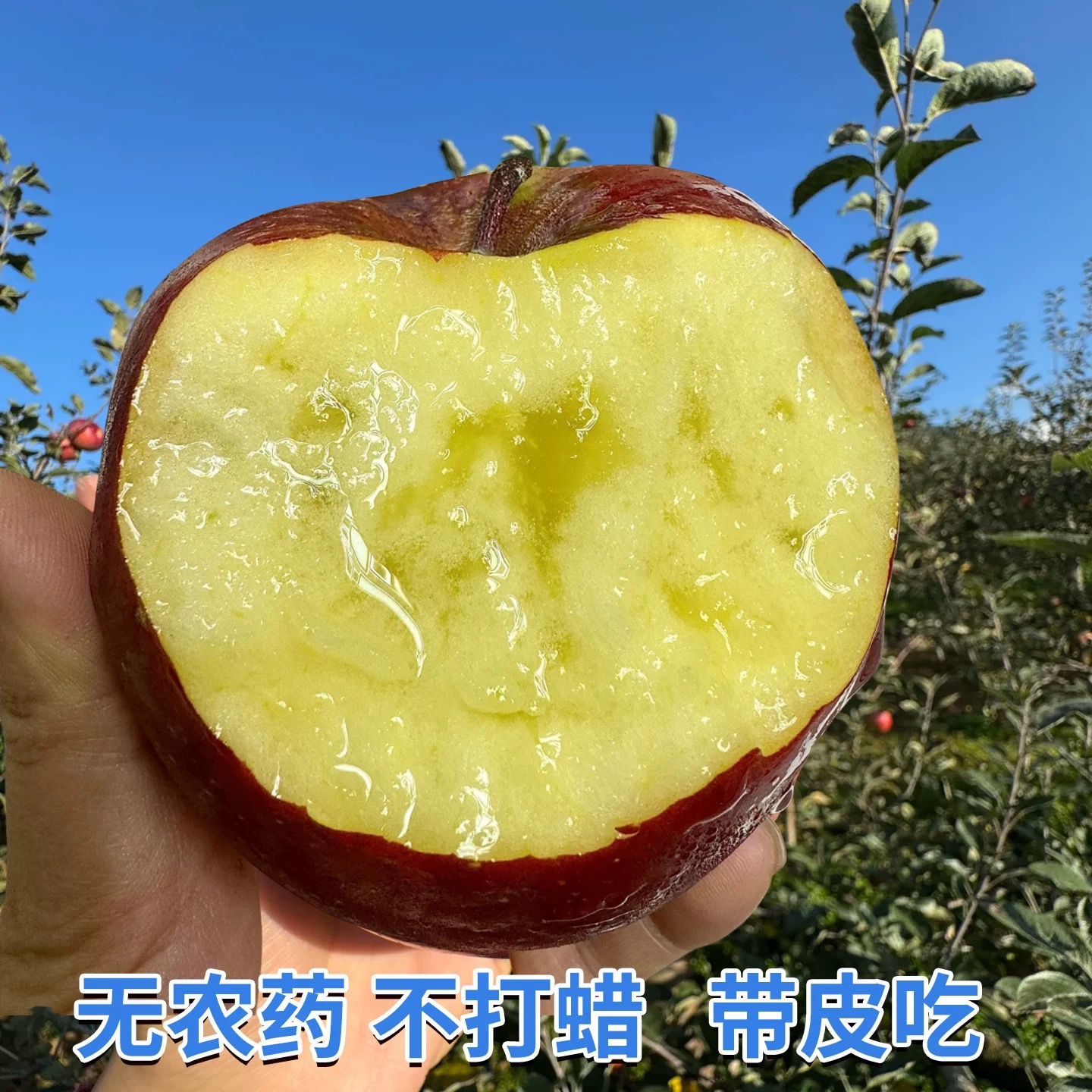 大凉山高海拔山区新鲜丑苹果现摘现发脆甜多汁