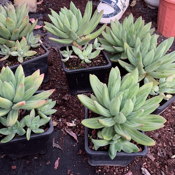 海洋之歌单头带崽清货福利