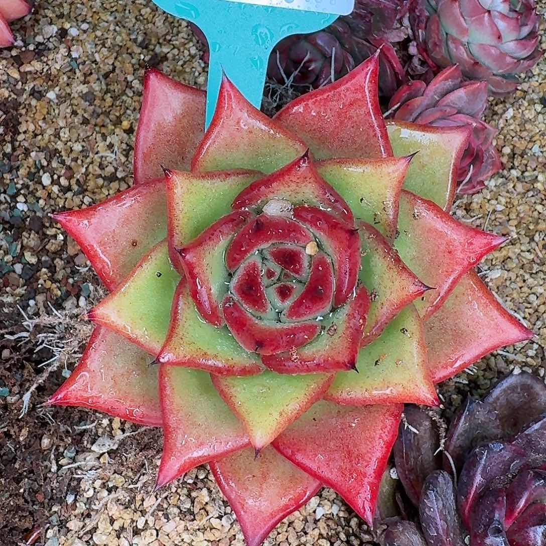 从前慢花园多肉0130-267