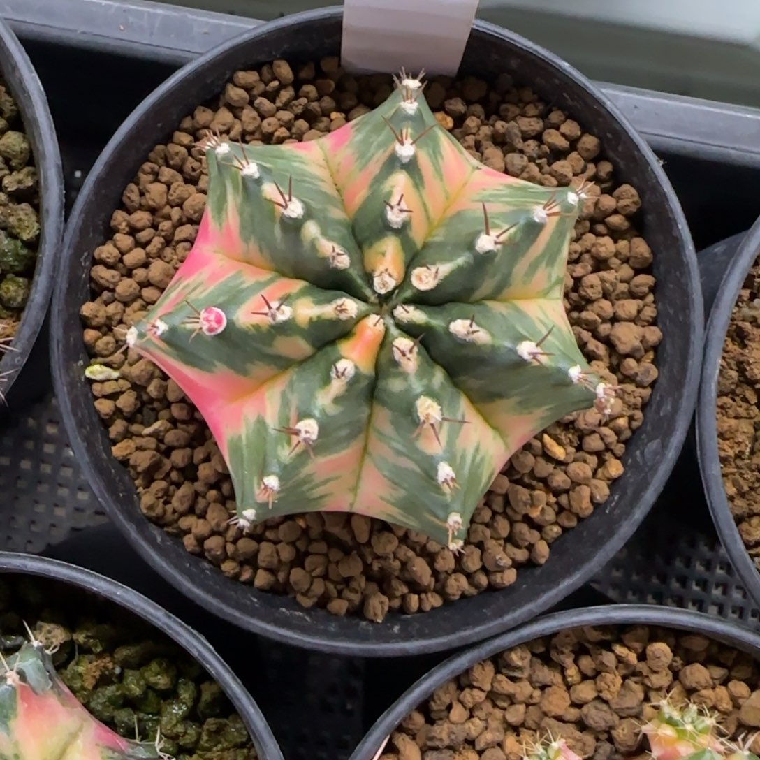 458-0213脱土发多肉实生