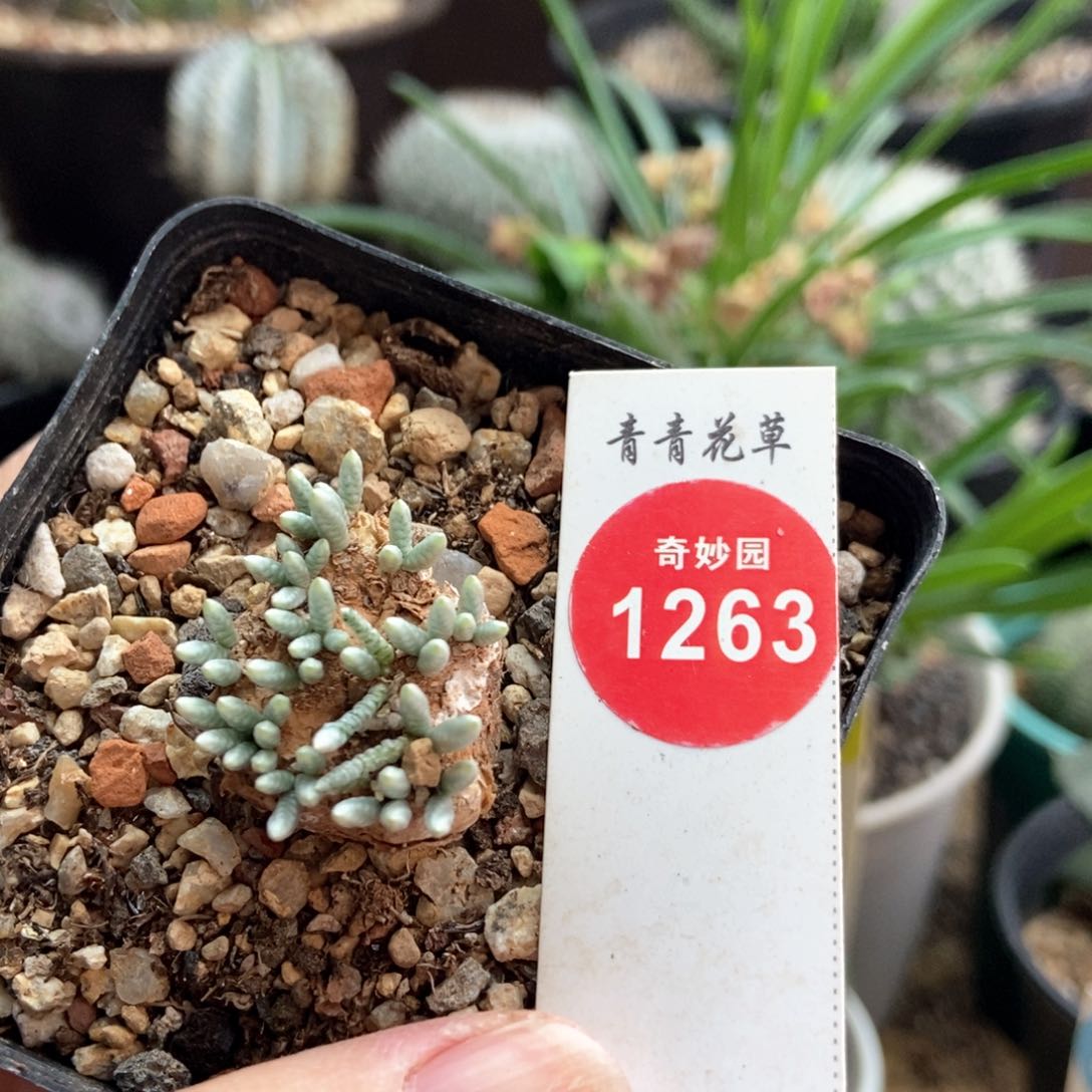 红花韧锦2.6cm一棵仙人球