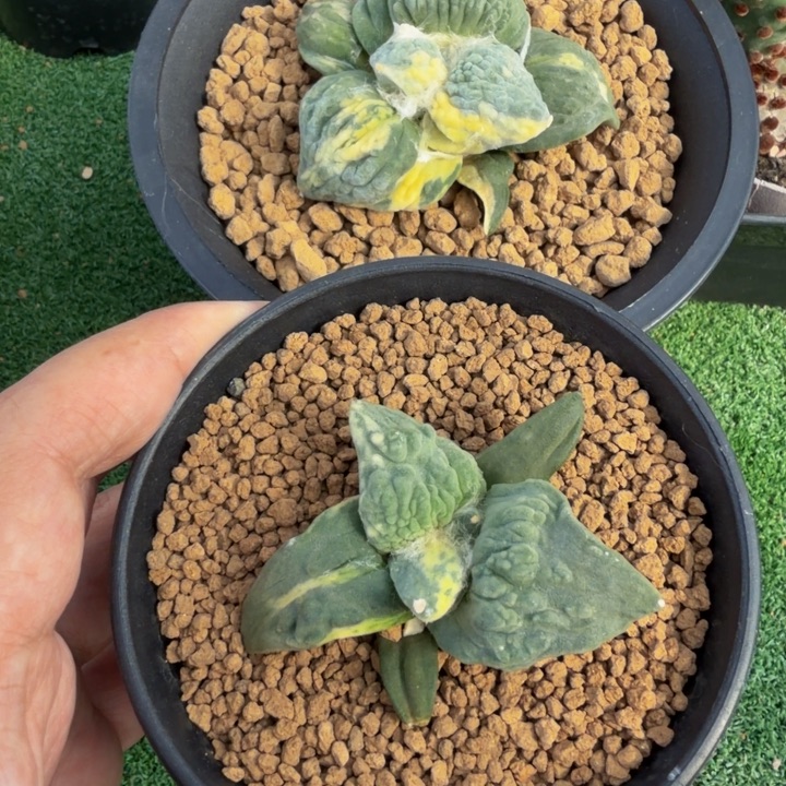 白蜡圆叶翻边血怒