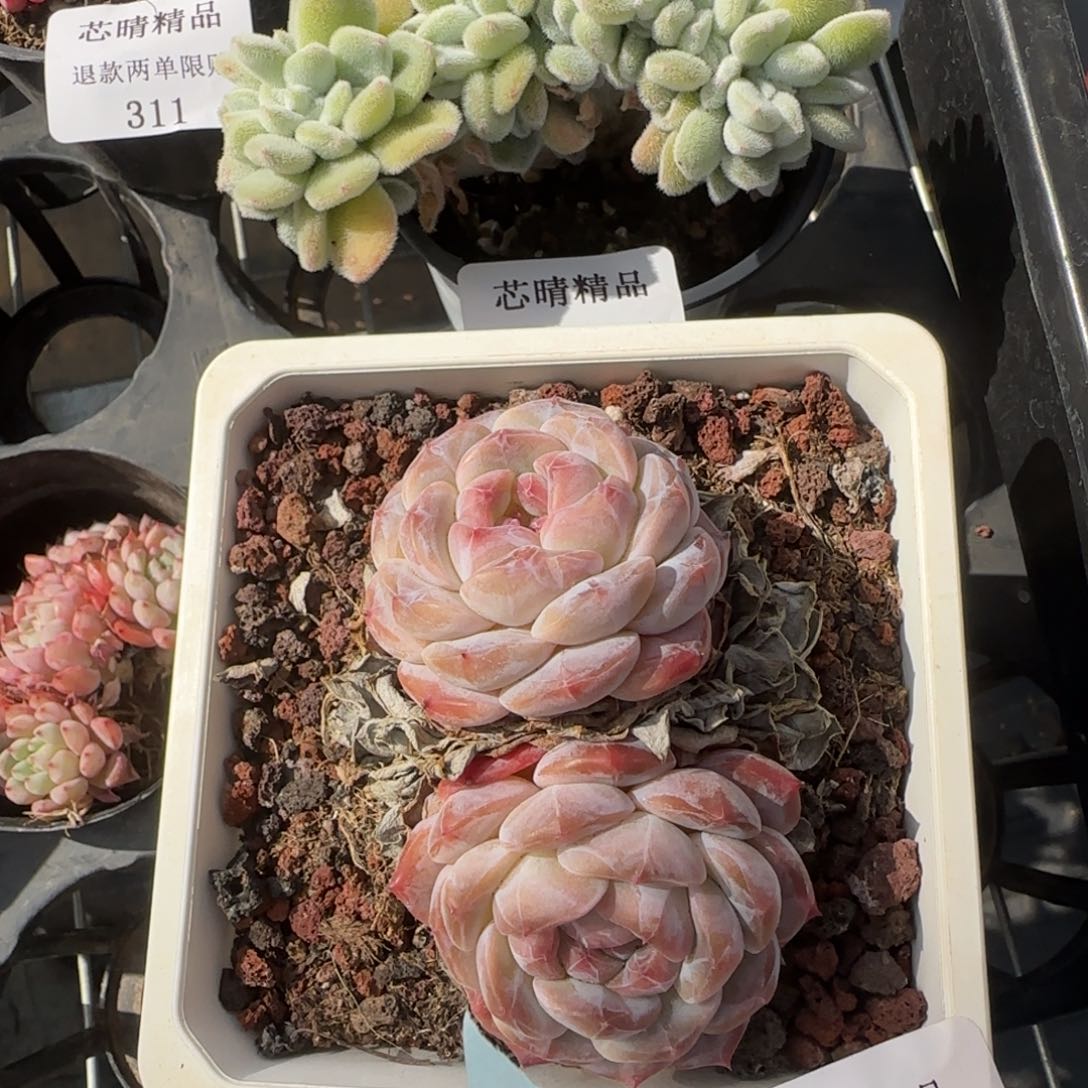 专**称闪购精品多肉90号