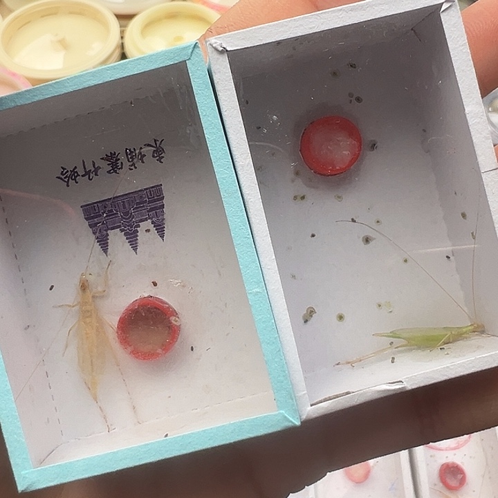 曾***童精品超大柬埔寨一只加青竹蛉