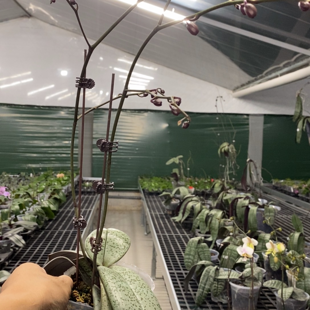 大部分花苞少量开放